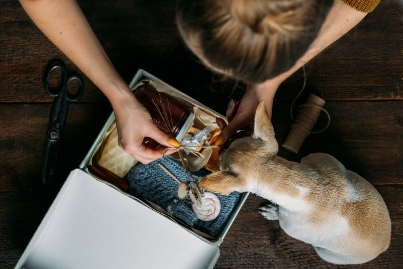 7 BarkBox Dog Subscription Alternatives: 2026 Comparison & FAQ