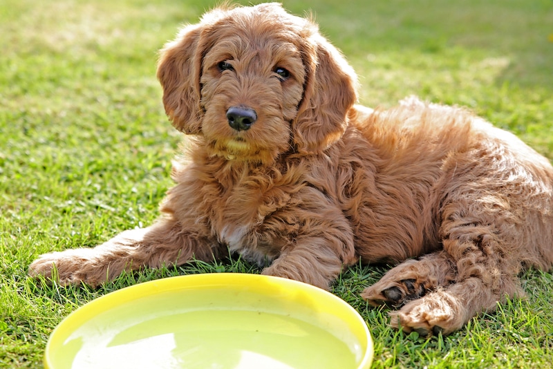 Petite Labradoodle Dog Breed: Info, Pictures, Temperament & Traits