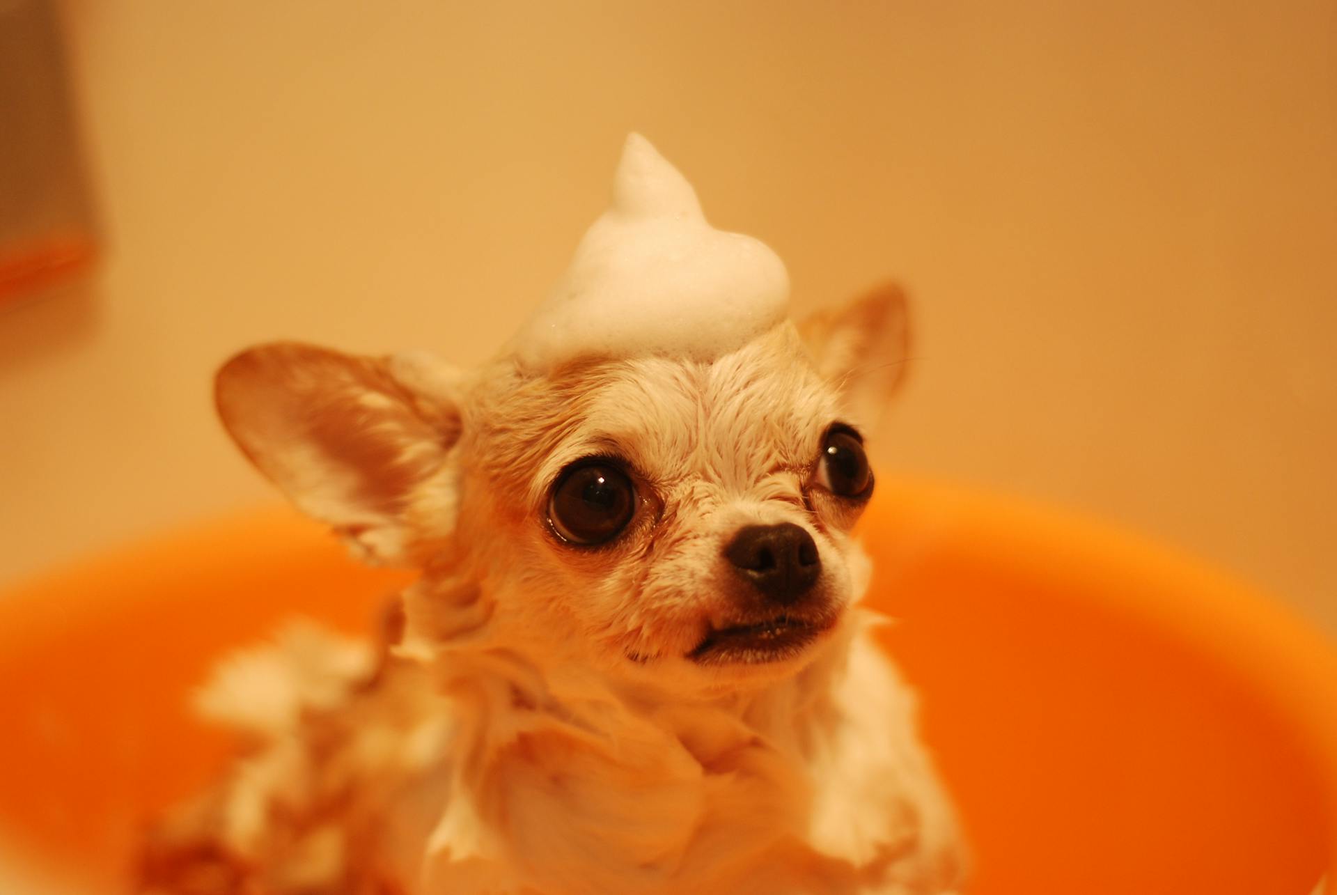 10 Common Dog Grooming Mistakes & Vet-Approved Tips to Avoid Them