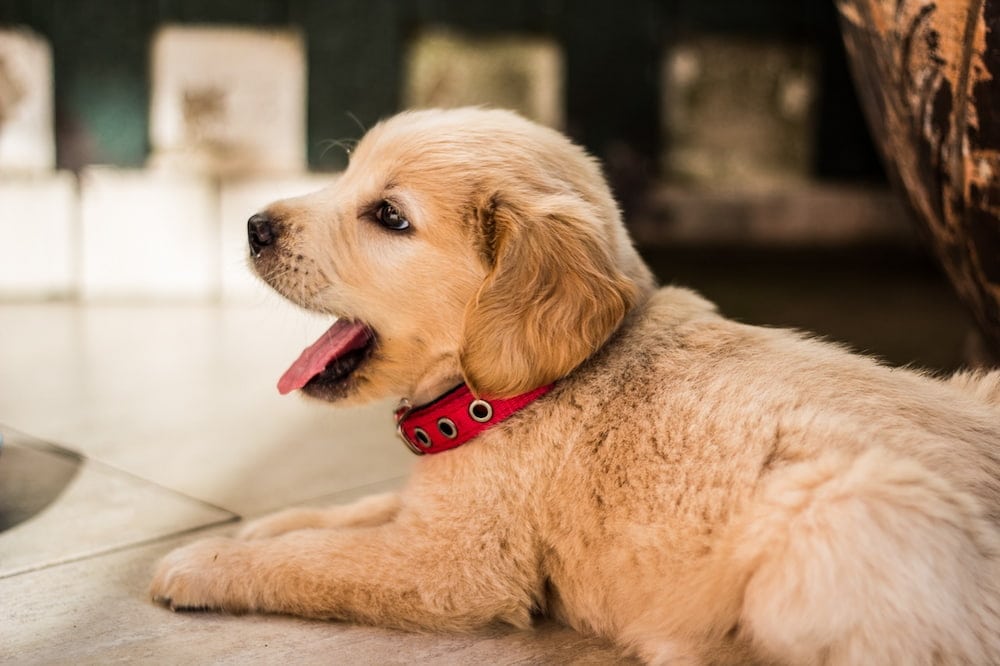 photo of brown dog yawning
