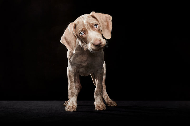 Are Dogs Afraid of the Dark? Vet-Reviewed Facts & Tips