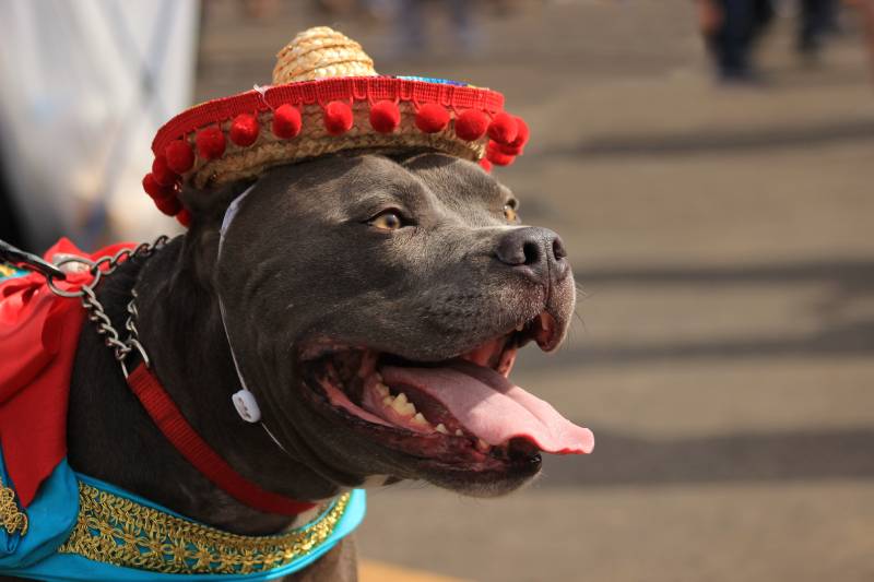 The Mexican Pitbull (Chamuco): Info, Pictures, Care Guide & More