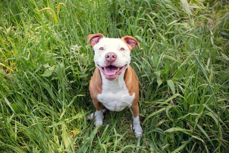 How to Potty Train a Pitbull: 12 Vet-Approved Tips