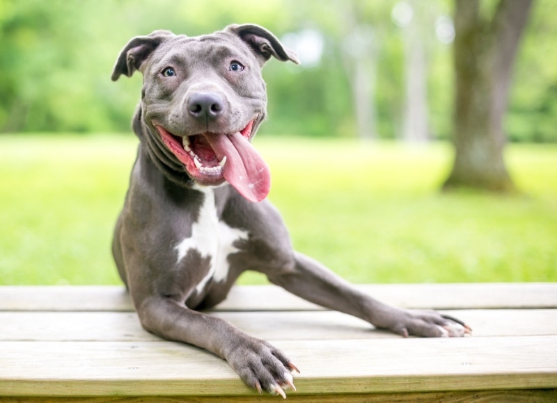 Why Do Dogs Stick Their Tongue Out? 7 Vet-Reviewed Possible Reasons