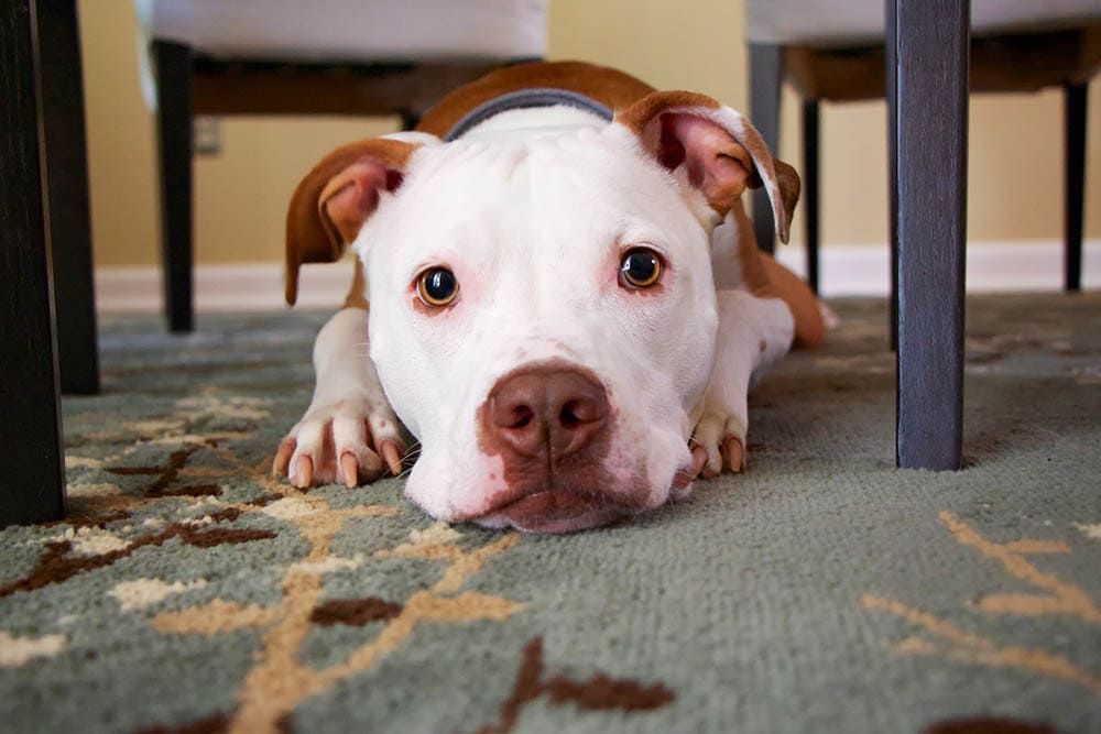 How to Help an Abused Dog Recover: 9 Vet-Approved Humane Ways