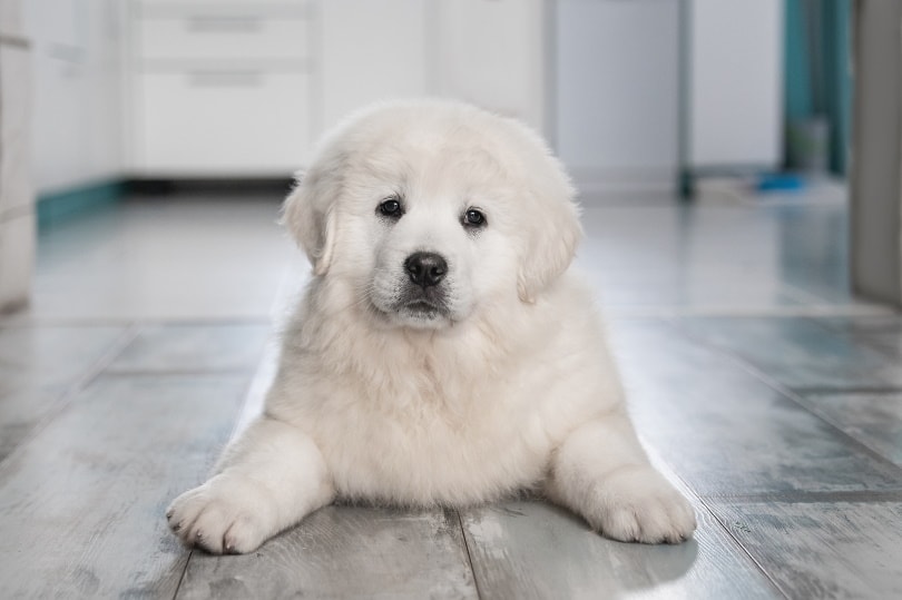 How to Keep Floors Clean With Dogs: 7 Helpful Tips