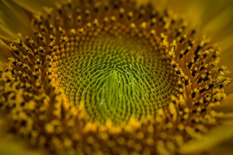 Can Dogs Be Allergic to Pollen? Our Vet Explains