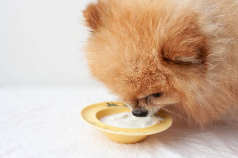 pomeranian dog eating yogurt from the yellow bowl