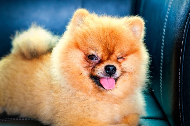 Why Does My Dog Wink At Me? 4 Vet Reviewed Reasons & Tips