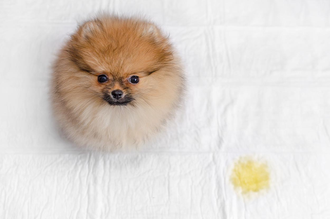 How to Potty Train a Pomeranian: 10 Vet-Approved Tips