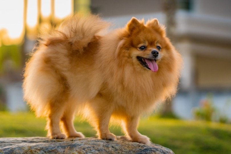 Brown Pomeranian: Info, Pictures, Origin & History
