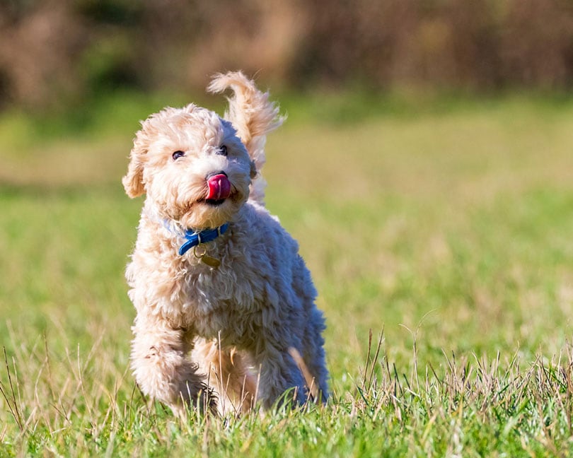 How Much Exercise Does a Puppy Need? Our Vet Answers