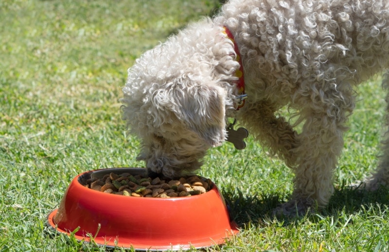 Are Plastic Bowls or Containers Bad for Dog Food? Vet-Approved Guide