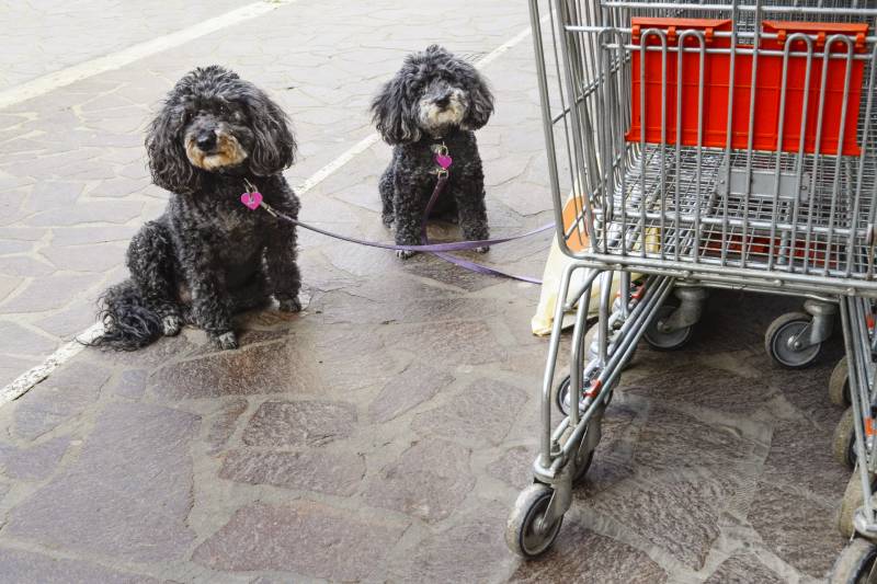 Are Dogs Allowed in Target? 2026 Update