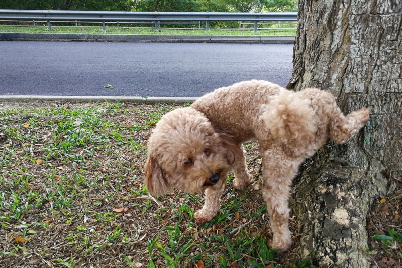How to Potty Train a Poodle in 4 Simple Steps