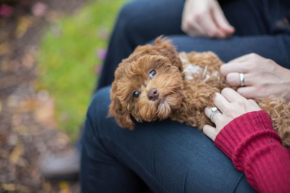 Havapoo Lifespan: Average Years & Vet-Reviewed Tips