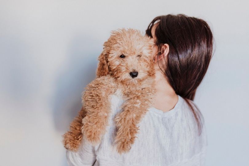 Are Poodles Hypoallergenic? Info, Care Tips & FAQ