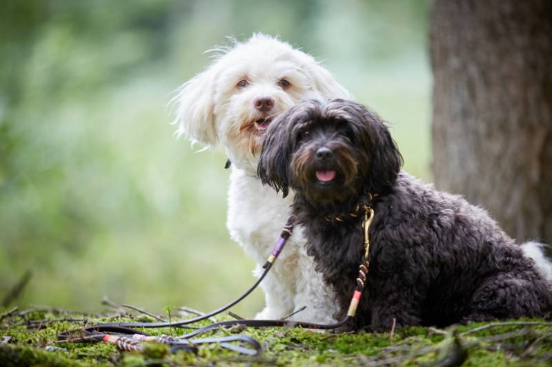 How to Potty Train a Havanese: 10 Vet-Approved Tips