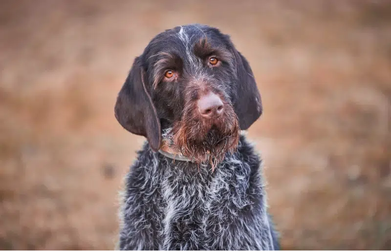 Cesky Fousek Dog Breed: Info, Pictures, Care & More