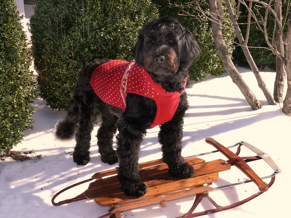 portuguese water dog standing on a snowboard