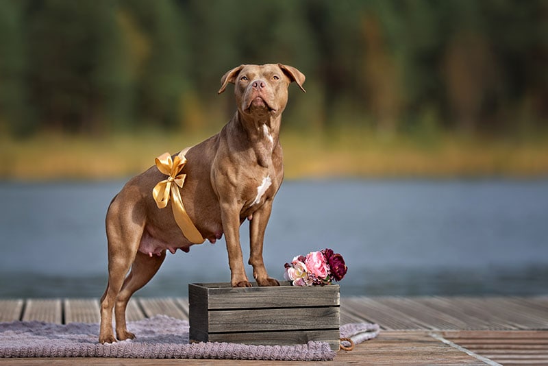 How Long Will My Pit Bull Be Pregnant? Vet-Reviewed Facts & FAQ