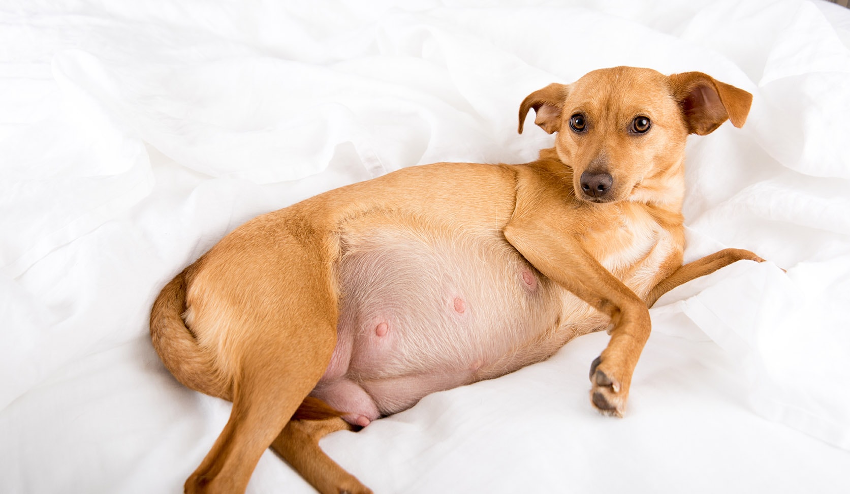 When Can You Feel Puppies Move in a Pregnant Dog?