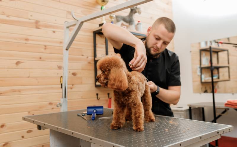20 Dog Haircut & Grooming Styles (With Pictures)