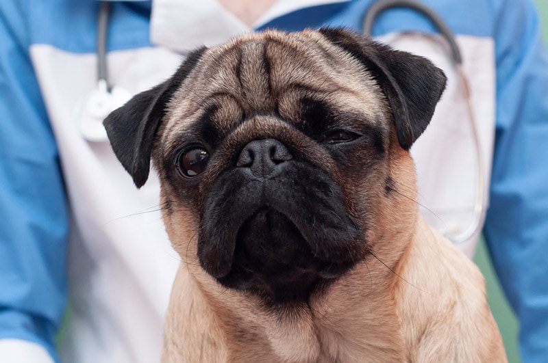Pug Dog Encephalitis: Vet Approved Signs, Causes & Care