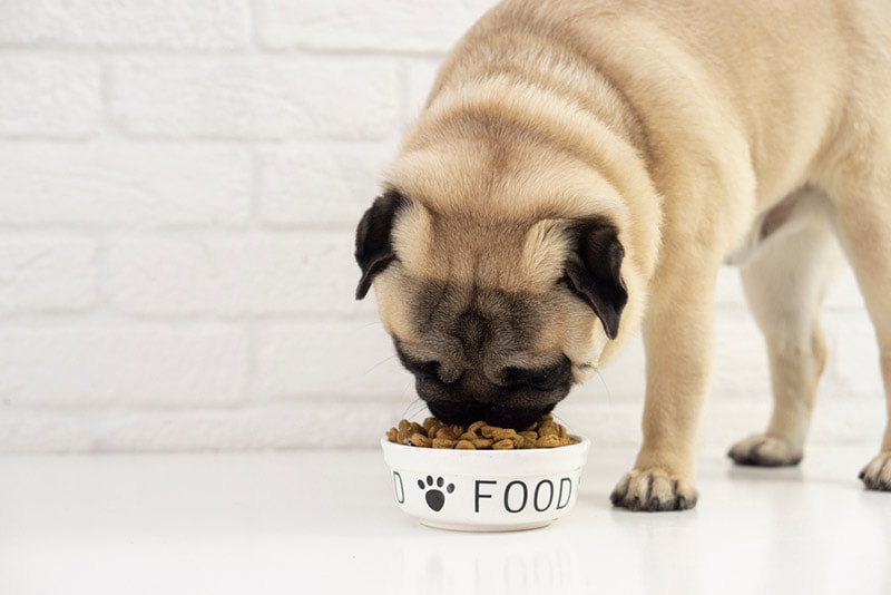 Emergency Dog Food: What To Keep In a Survival Kit