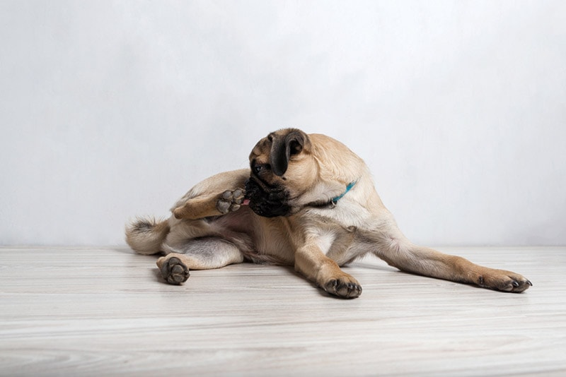 Why Is My Pug Licking So Much? 15 Vet Reviewed Reasons