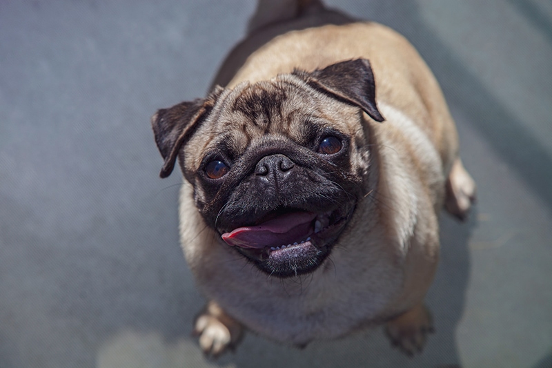 10 Dog Breeds That Are Similar to Pugs (With Info & Pictures)
