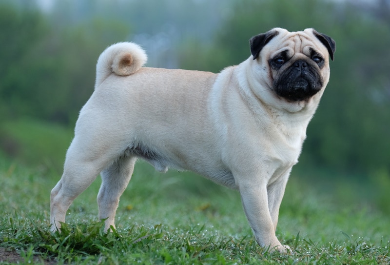 Why Do Pugs Have Curly Tails? 4 Possible Reasons