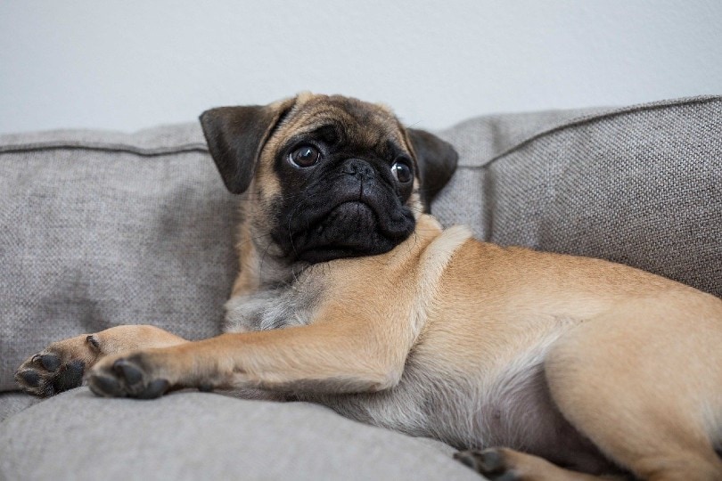 6 Common Health Problems in Pugs (Vet Answer)