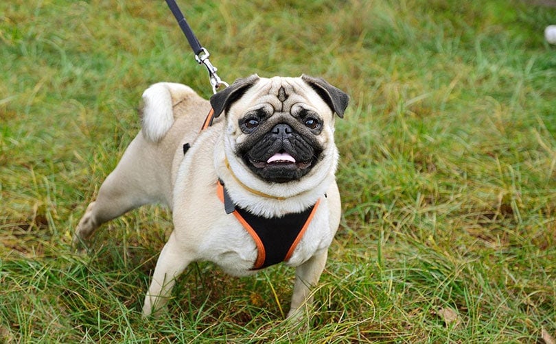 Are Pugs Aggressive? Breed Facts & Traits