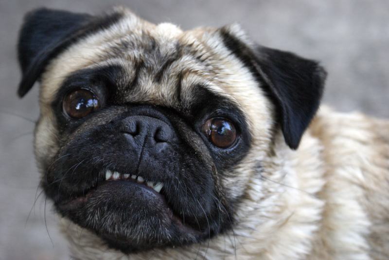 How to Care for a Pug's Teeth: 10 Vet-Approved Tips & Tricks