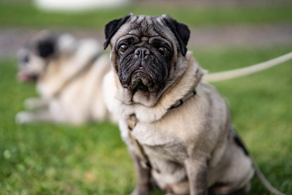 What Were Pugs Bred For? Their Origins & History Through the Ages