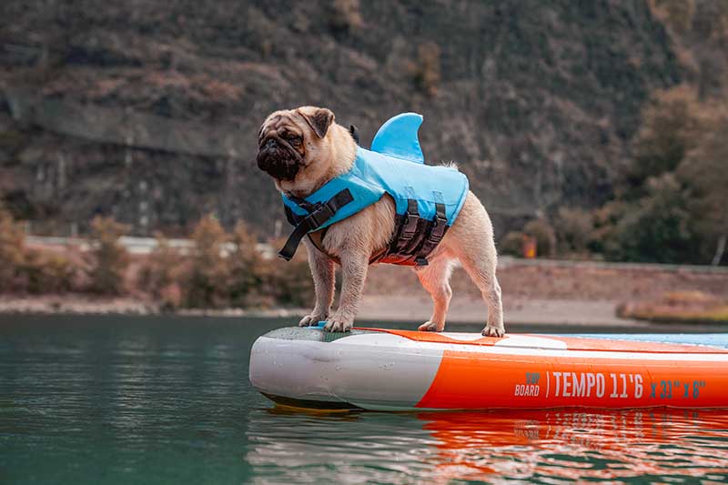How to Paddle Board With Your Dog: SUP Guide With Vet-Approved Tips