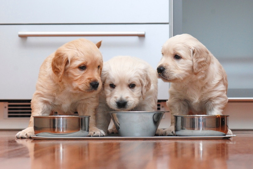 9 Best Puppy Foods for Sensitive Stomachs 2026 - Reviews & Top Picks