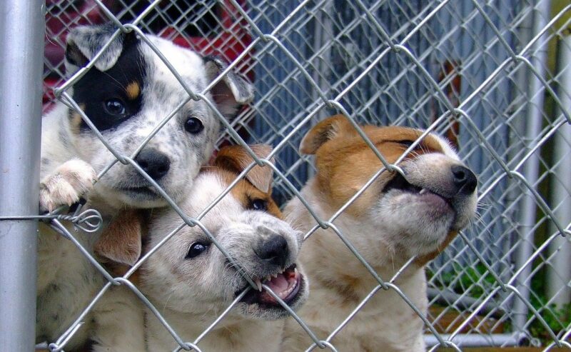 Puppy Mill Awareness Day 2026: What It Is & When It's Celebrated