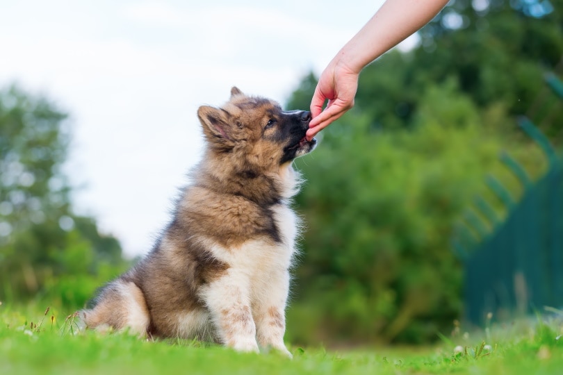 9 Best Treats for Puppies in 2026 - Reviews & Top Picks