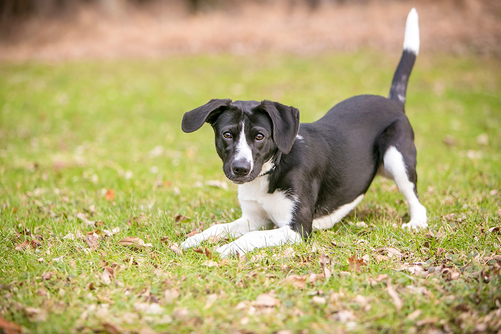 Puppy in bow position