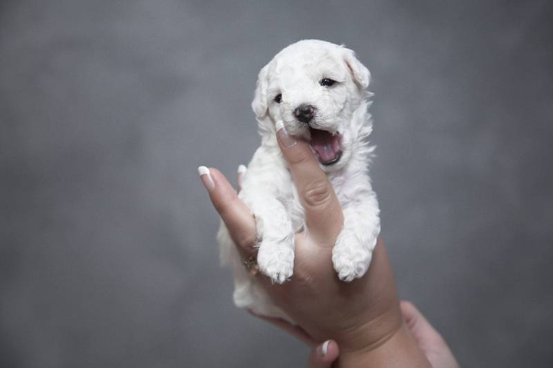 How to Choose a Puppy From a Litter (3 Vet-Approved Tips)