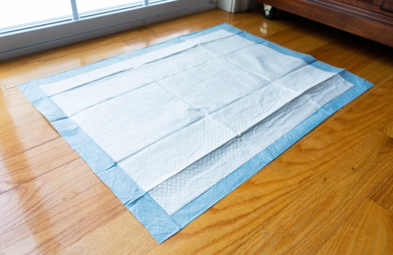 Why Does My Dog Pee Next to the Pad? 7 Vet-Reviewed Reasons