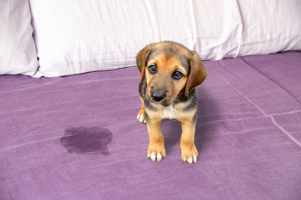 Why Does My Dog Pee on My Child’s Bed? 5 Vet-Verified Possible Reasons