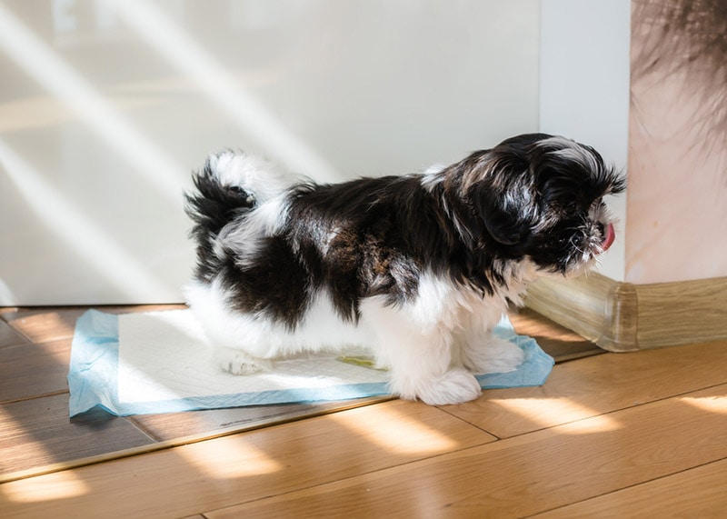 How to Potty Train a Shih Tzu: 10 Vet-Approved Tips (With Video)