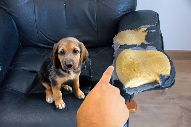 How to Stop Bad Behavior in Puppies? 11 Vet-Approved Training & Care Tips
