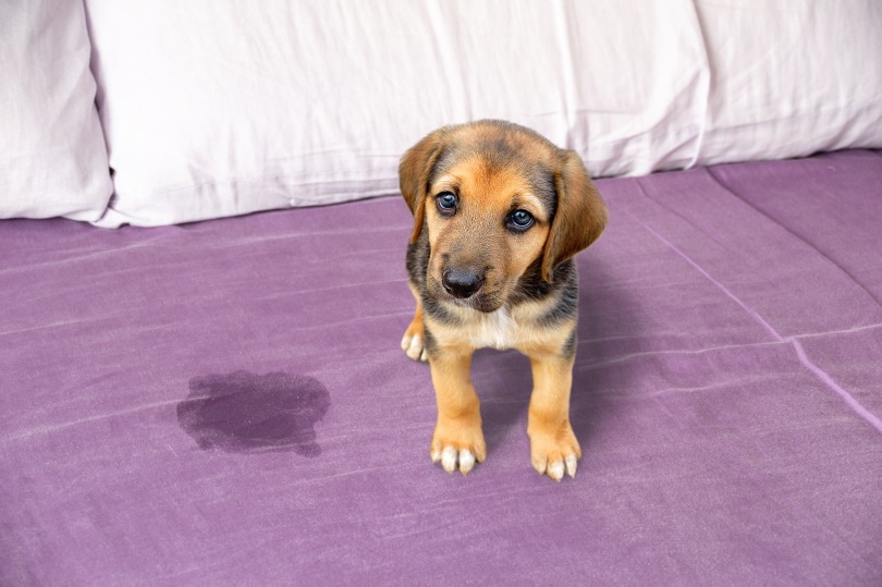 How to Get Dog Vomit Out of Mattress: 5 Ideas & Tips (With Pictures)