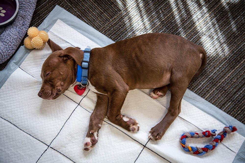 Do Puppies Pee in Their Sleep? Vet Reviewed Facts & FAQ