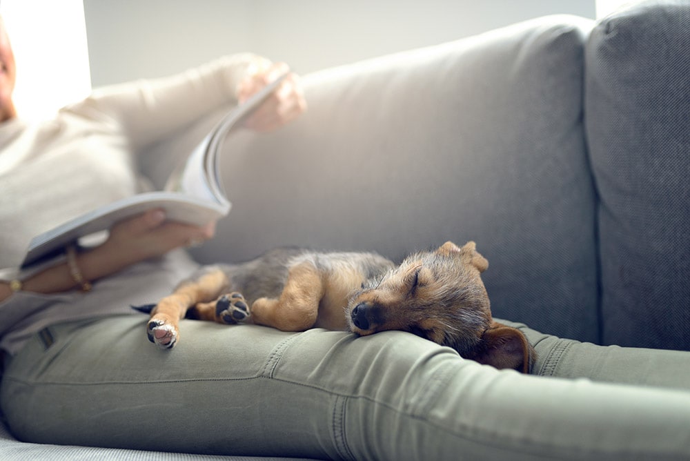 Why Do Dogs Sleep With Their Bums Facing You? 5 Vet-Verified Reasons for This Behavior