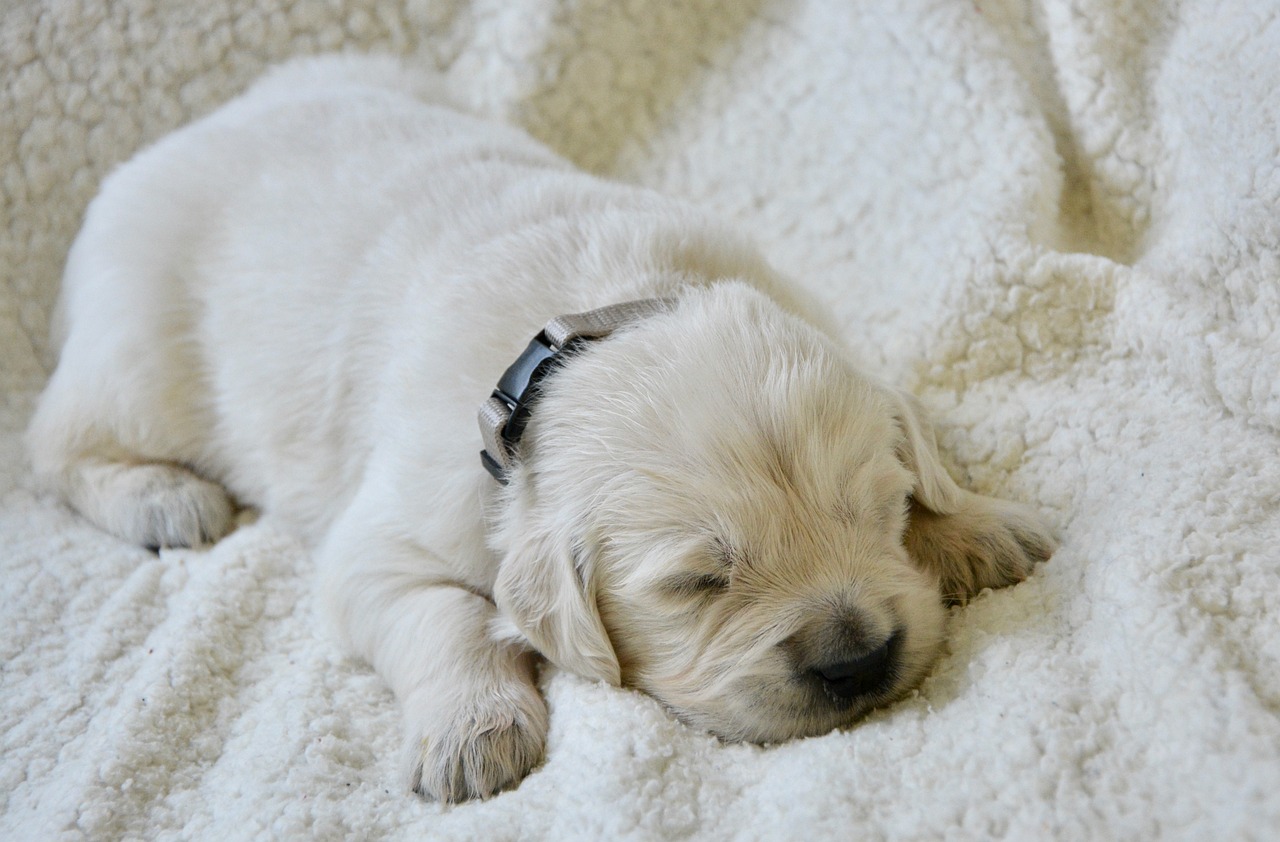 How Long Do Puppies Sleep? Vet-Reviewed Facts & FAQ